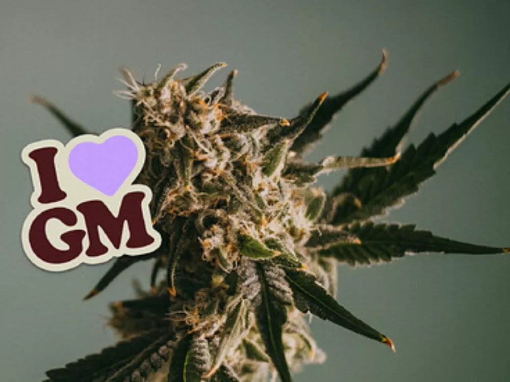 ILGM: The Easiest Way to Grow Marijuana Like a Pro