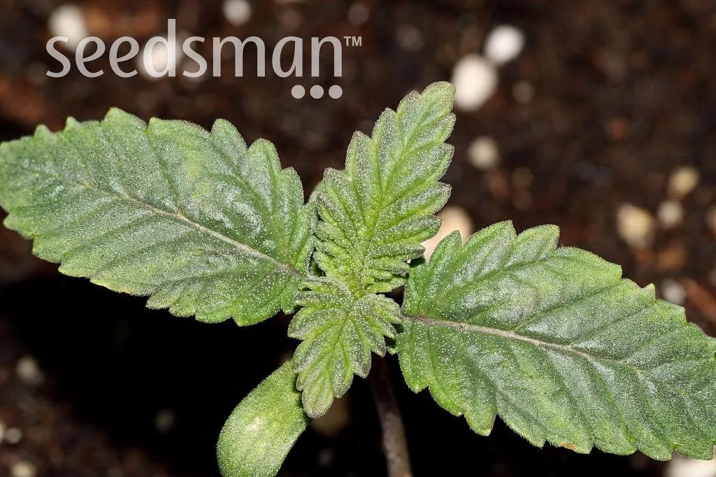 Seedsman