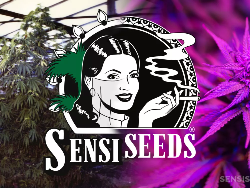Sensi Seeds – Pioneers of Cannabis Quality and Innovation